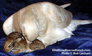 The Pigeon and the Bunnies