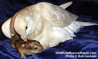 The Pigeon and the Bunnies