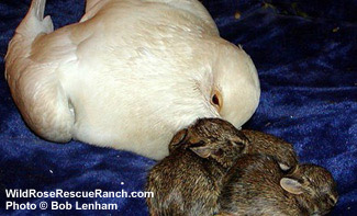 The Pigeon and the Bunnies