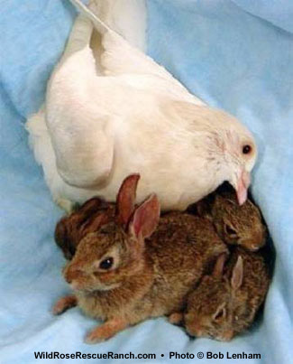 Noah and the Bunnies