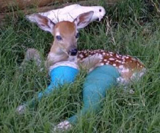 Noah Helps a Fawn