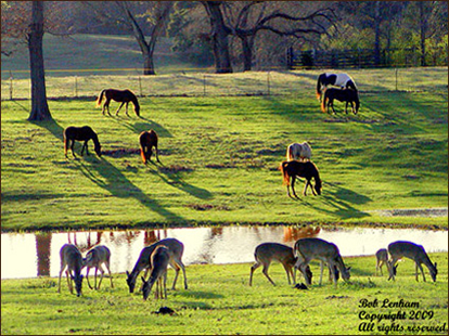 Wild Rose Rescue Ranch