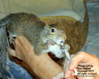 Squirrels