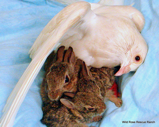 The Pigeon and the Bunnies
